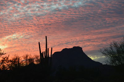 Silhouette plants against dramatic sky during sunset