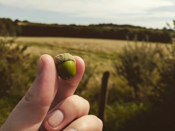 Close-up of hand holding fruit on field