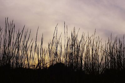 Scenic view of field against sky at sunset