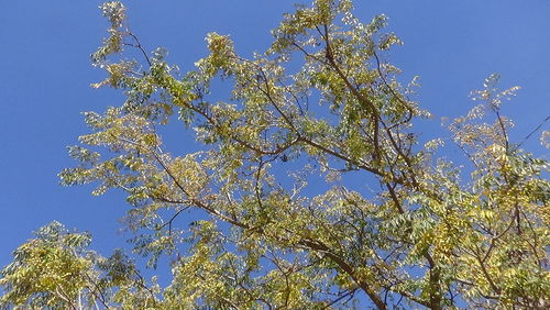 Low angle view of tree against blue sky