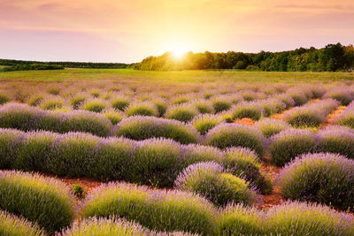 Scenic view of field against sky during sunset