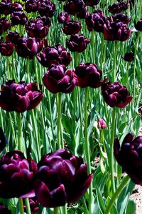 Close-up of tulips blooming outdoors