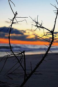 Bare tree against sky at sunset