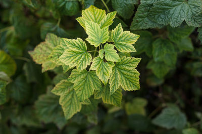 Close-up of fresh green leaves