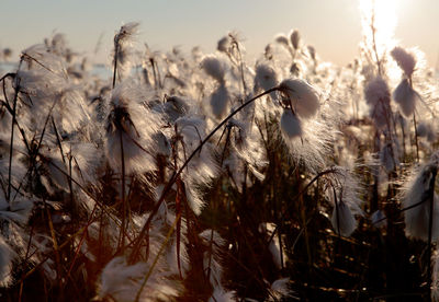 Close-up of flowering plants on field against sky