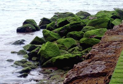 Moss covered rocks at sea shore