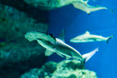 Fish swimming in sea