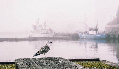 Seagull perching on pier at harbor against sky during winter