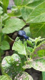 Close-up of insect on plant