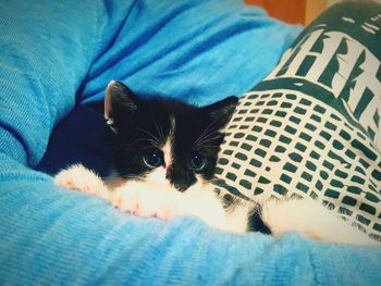 Close-up portrait of kitten relaxing on bed at home