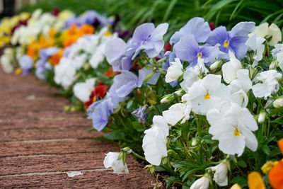 Close-up of white flowering plants