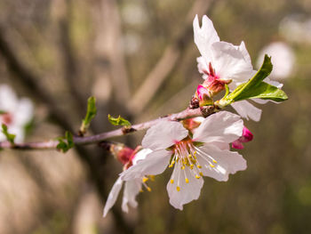 Close-up of white flowers