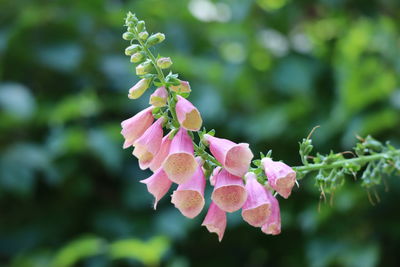 Close-up of pink flowering plant