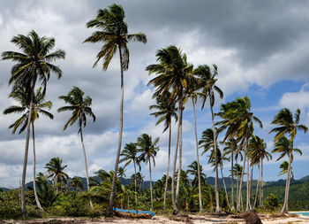 Coconut palm trees against sky