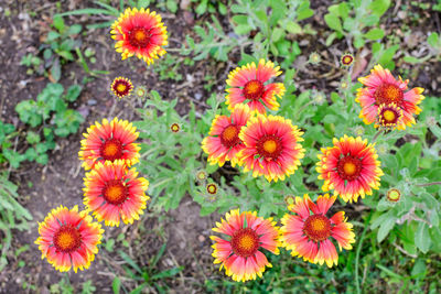 Vivid red and yellow gaillardia flowers, common name blanket flower in soft focus, in a garden