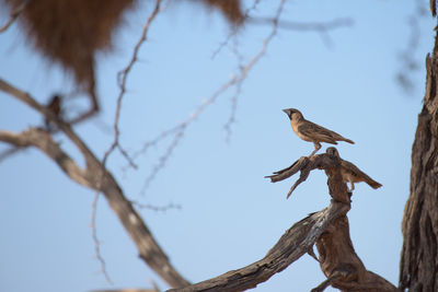 Low angle view of bird perching on tree against sky