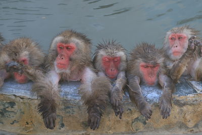 Monkeys in a lake