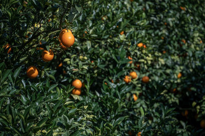 Close-up of oranges on tree