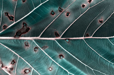 High angle view of green leaves