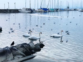 Swans swimming in lake against sky