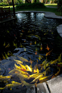 High angle view of koi carps swimming in lake