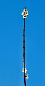 Low angle view of flowering plant against clear blue sky
