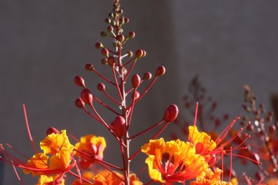 Close-up of yellow flowering plant