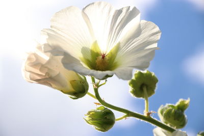Close-up of white flower against sky