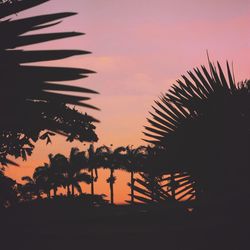 Silhouette palm trees against sky at sunset