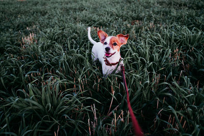 Portrait of dog standing amidst grass