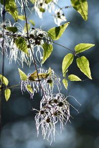 Close-up of green leaves on plant