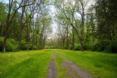 Soft green grass and yellow flowers line the dirt path. rows of trees with curving branches on sides