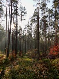 Trees in forest