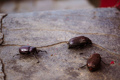 Close-up of insect on table