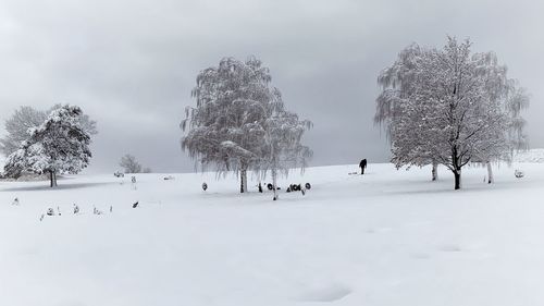 Trees on snow covered field against sky