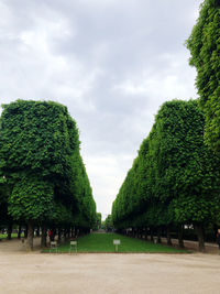 Many trees in the paris 