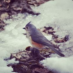 Close-up of bird perching in water