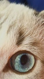 Close-up of dog eye