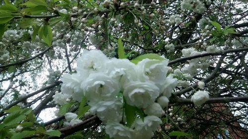 Low angle view of white flowers on tree