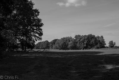 Trees on field against sky