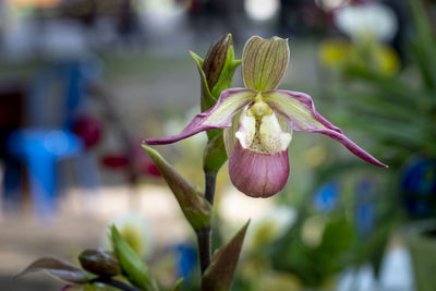 Close-up of flowering plant