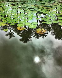 Reflection of trees in water