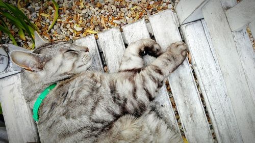 Close-up of cat sleeping