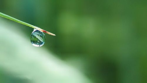 Close-up of water drop on leaf