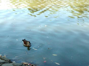 High angle view of duck swimming in lake