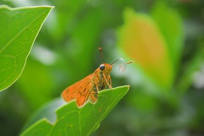 Close-up of butterfly pollinating on leaf