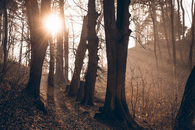 Sunlight streaming through trees in forest