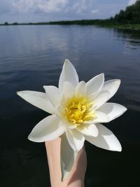 Close-up of hand holding white water lily in lake