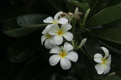 High angle view of white flowering plant