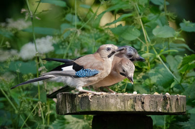 Close-up of bird perching on wooden post
